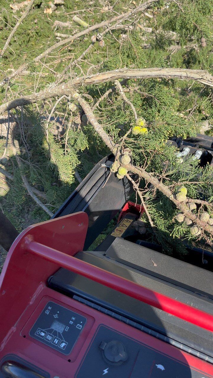 Red machine cutting a tree branch on a grassy area; overhead shot.