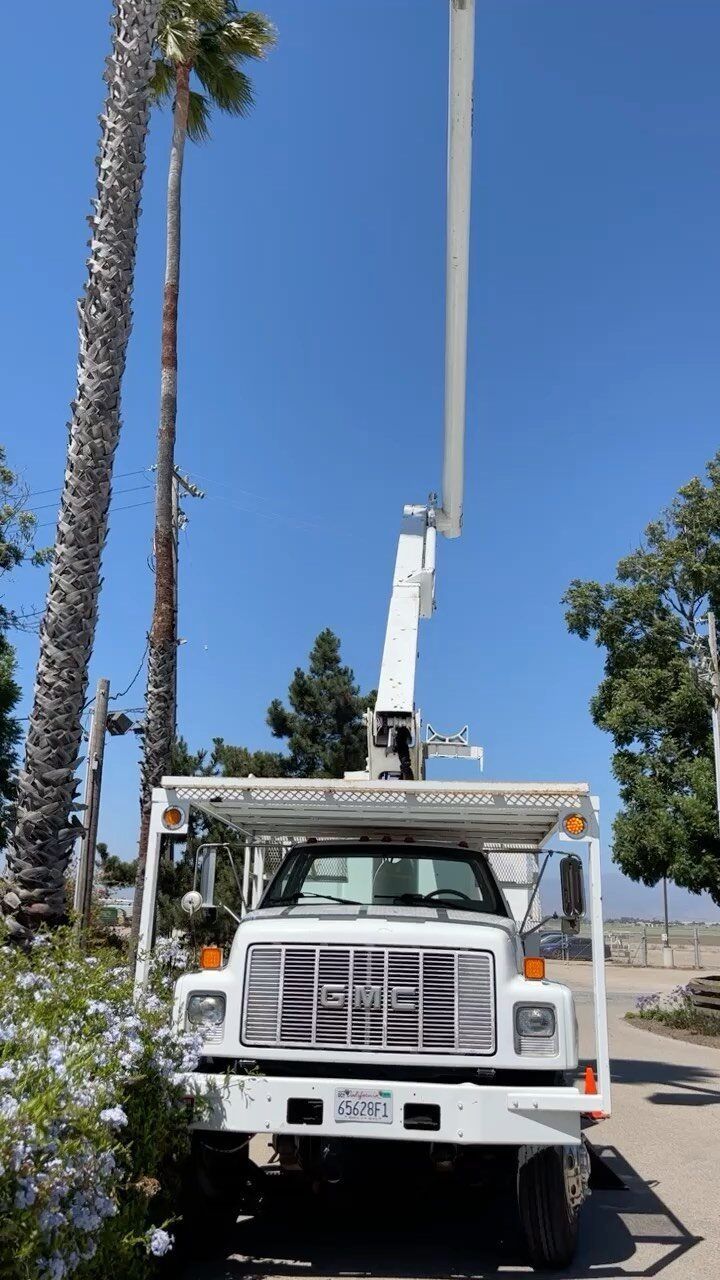 White bucket truck with extended lift near a tall palm tree under a blue sky.
