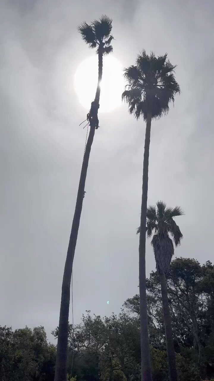 Palm trees silhouetted against a hazy sun.