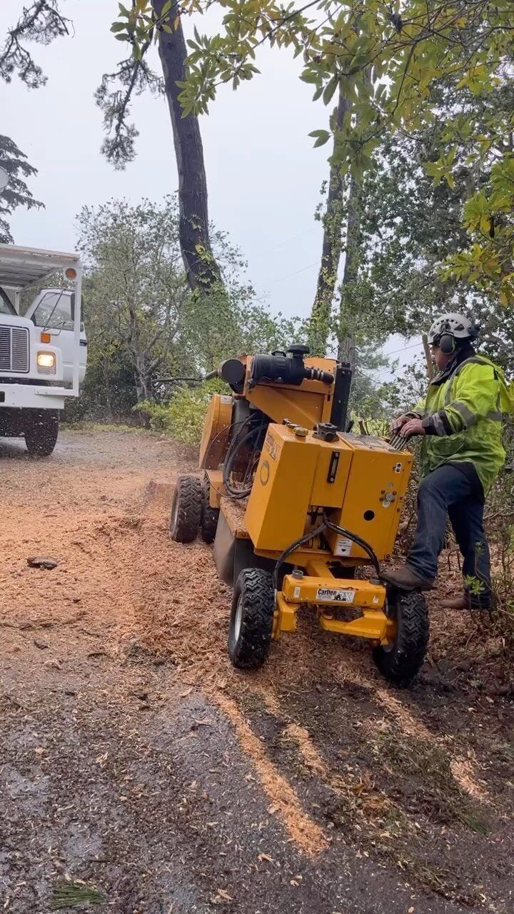 A person operates a yellow stump grinder next to a white truck in a wooded area, grinding wood into sawdust.
