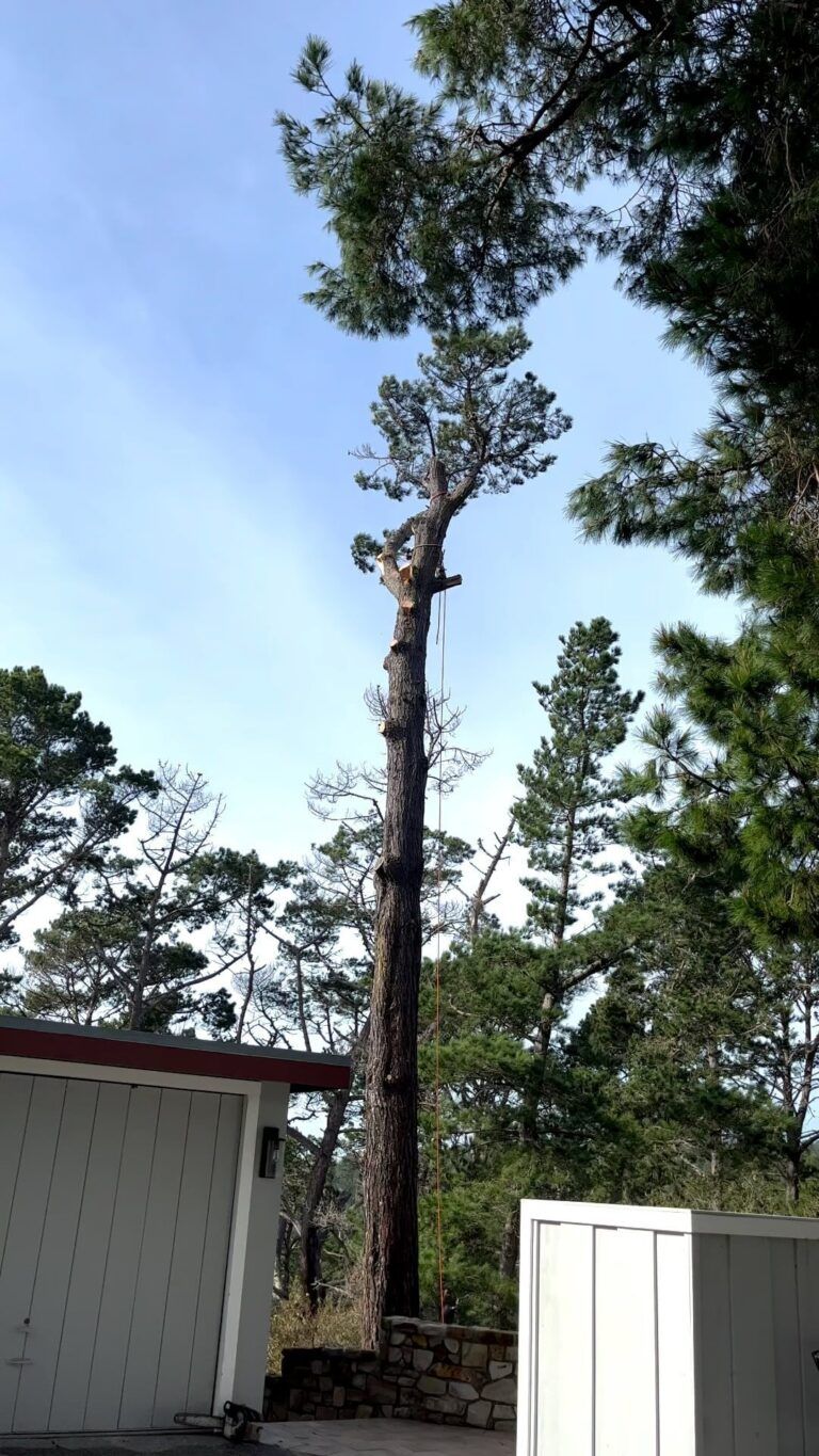 Tall pine tree, partially pruned, against a cloudy blue sky, next to a white building and fence.