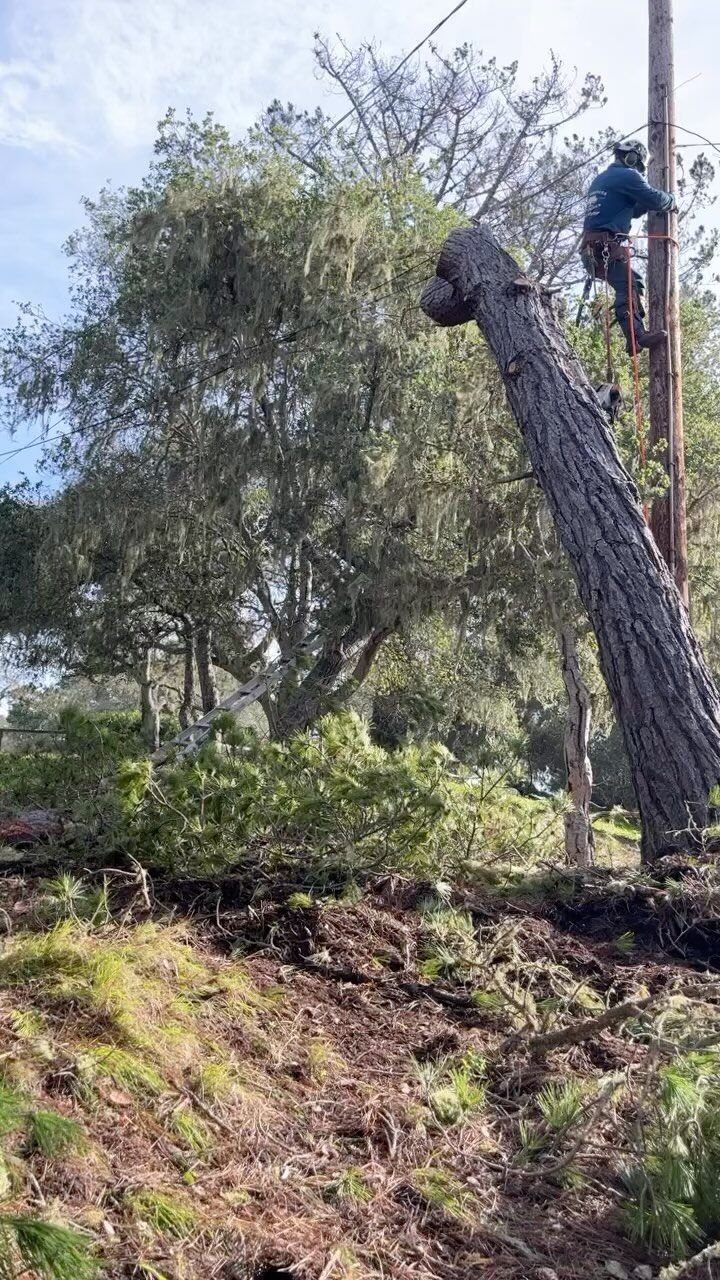 Person in tree trimming branches near a power pole. Large fallen tree trunk, green foliage, sunny outdoors.