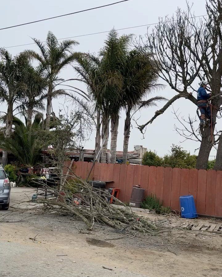 Tree trimmer in tree, cutting branches near a fence; felled branches in front, palms in background.