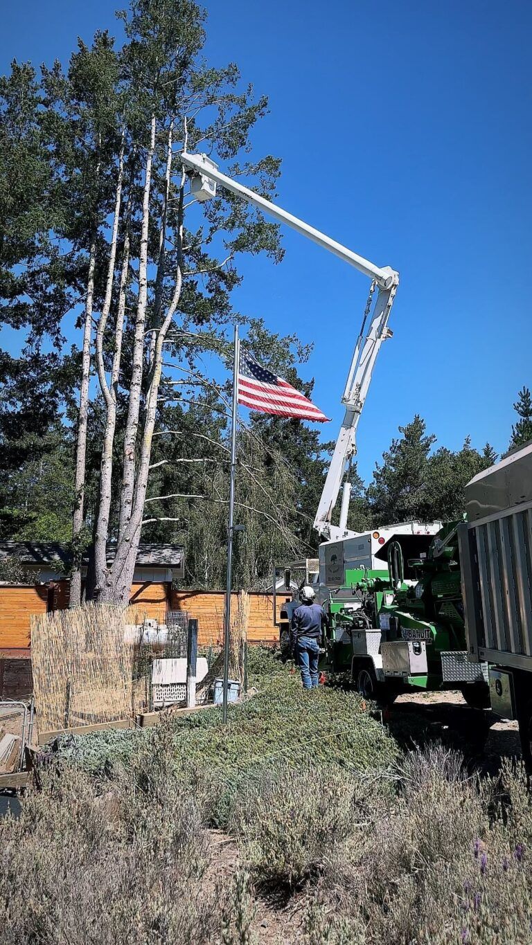 Tree trimming: Worker in lift trimming tall tree. Chipper and truck nearby. American flag flies.