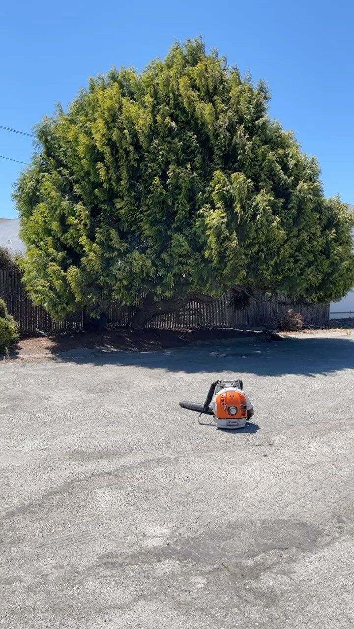 A chainsaw on gravel in front of a large green tree and a blue sky.