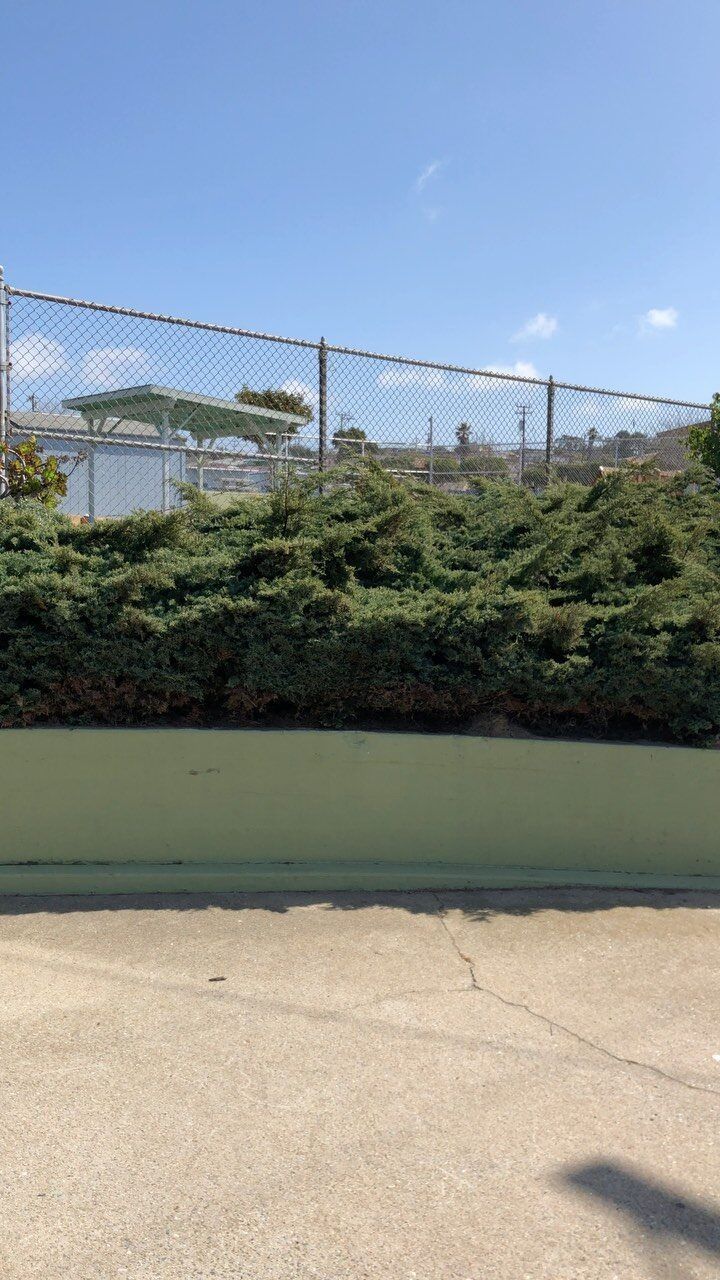 Chain-link fence atop green bushes and wall against a blue sky, likely an outdoor area.