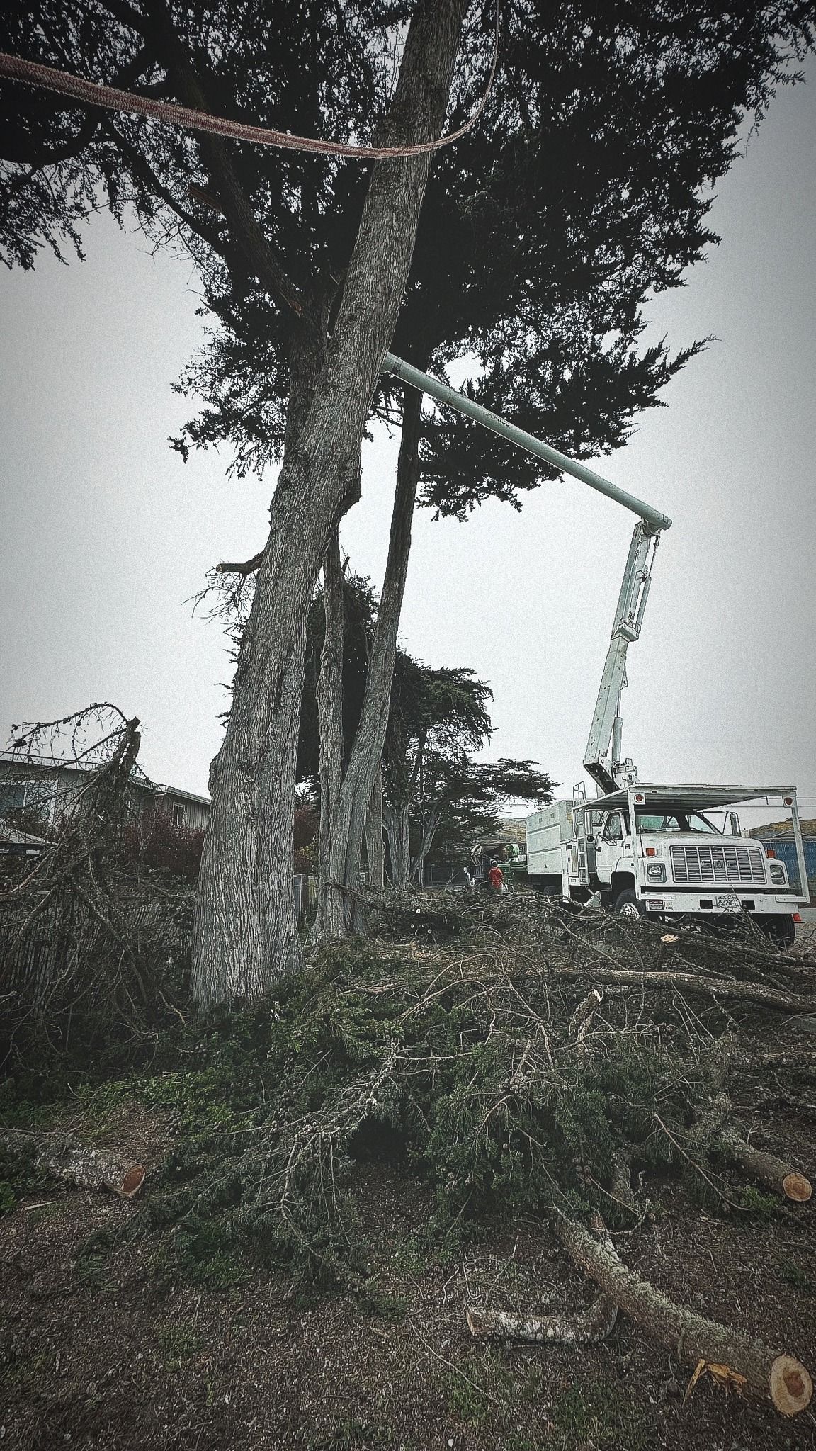 Tall palm tree with a thick trunk, topped with green fronds, next to a building.