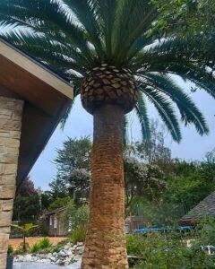 Tall palm tree with a thick trunk, a round, bulbous feature at the top, and green fronds, near a building.