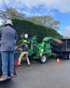 Two workers feeding branches into a green wood chipper, blowing wood chips into a truck, next to a large hedge.