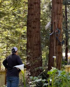 Man watches someone climbing a tall redwood tree using ropes, in a sunny garden setting.