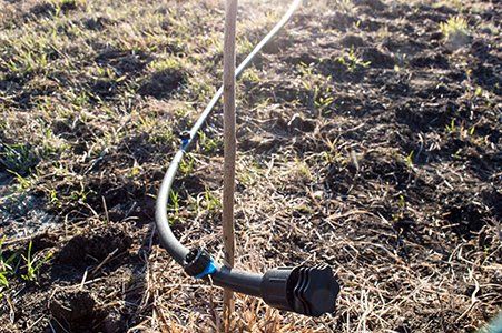 irrigation system for trees