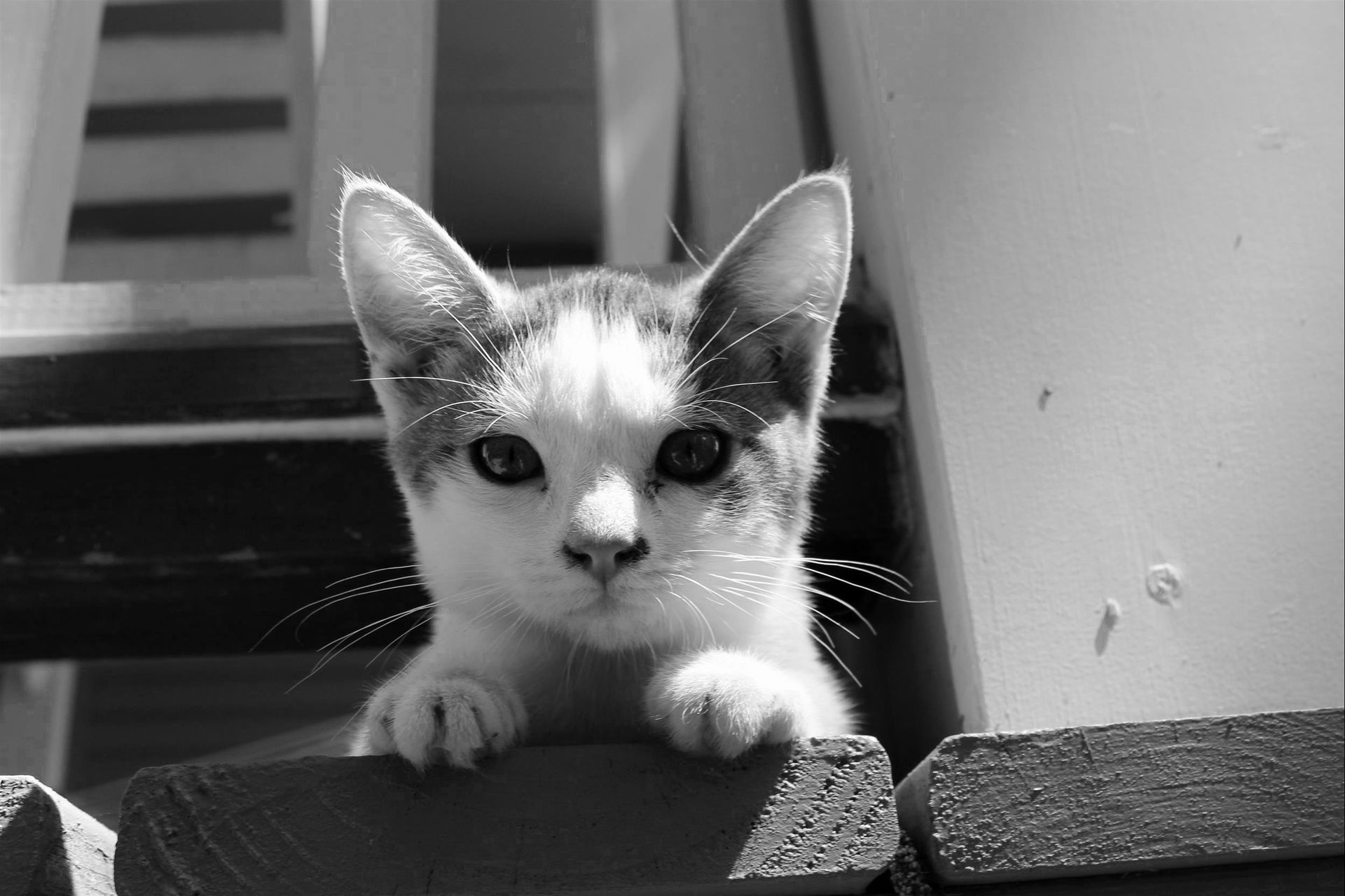 A black and white photo of a kitten peeking over a wooden fence.