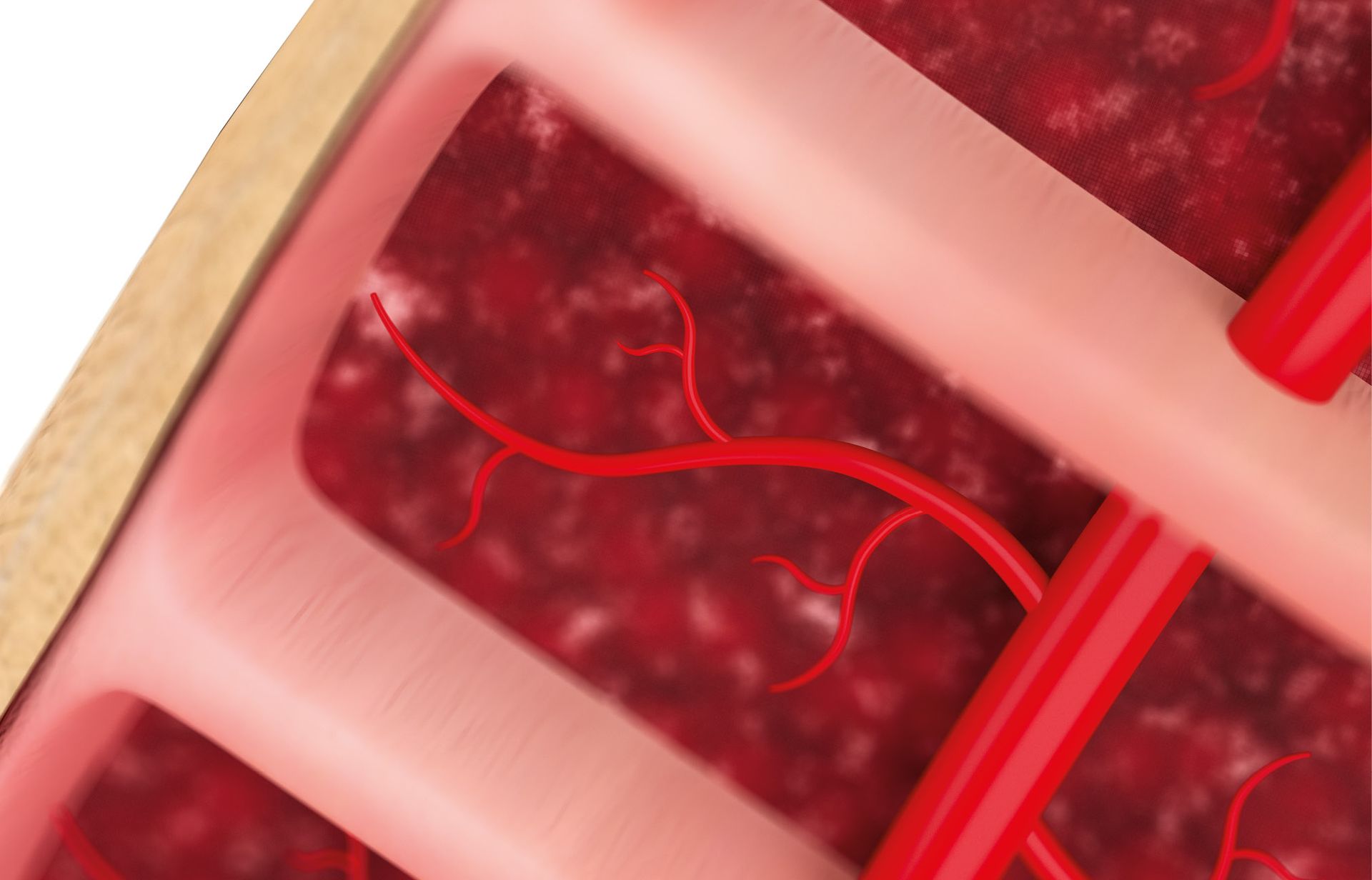 Hove Shockwave Therapy