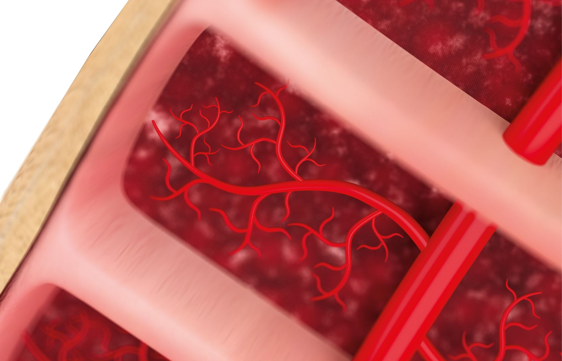 Hove Shockwave Therapy