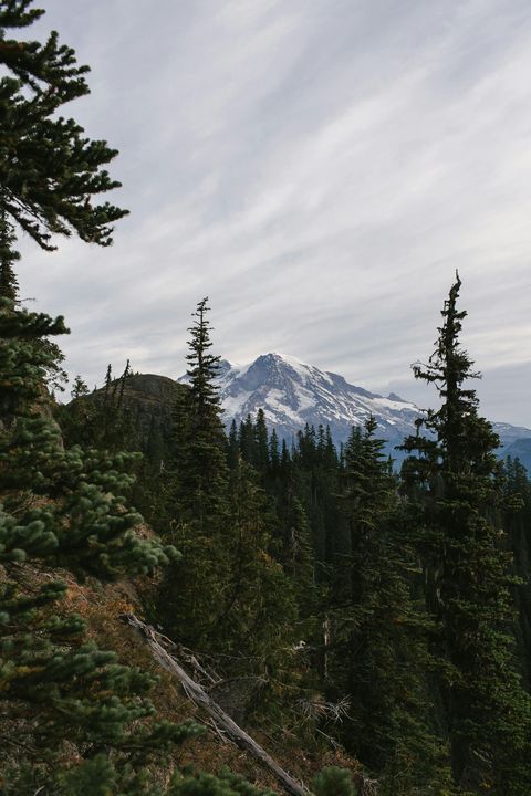 A mountain is visible through the trees in the foreground