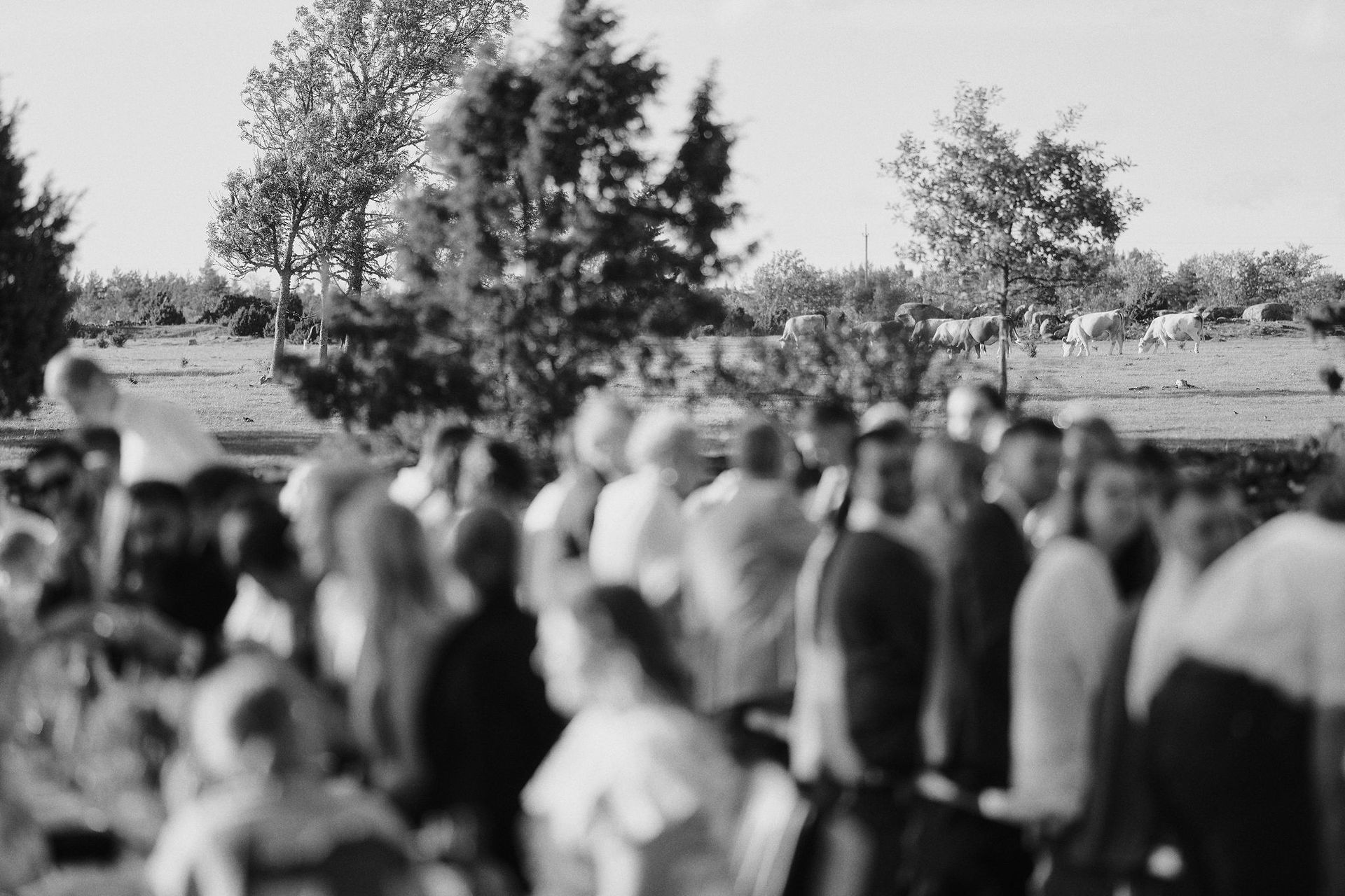 Large crowd gathered outdoors with trees and a grassy hill in the background.