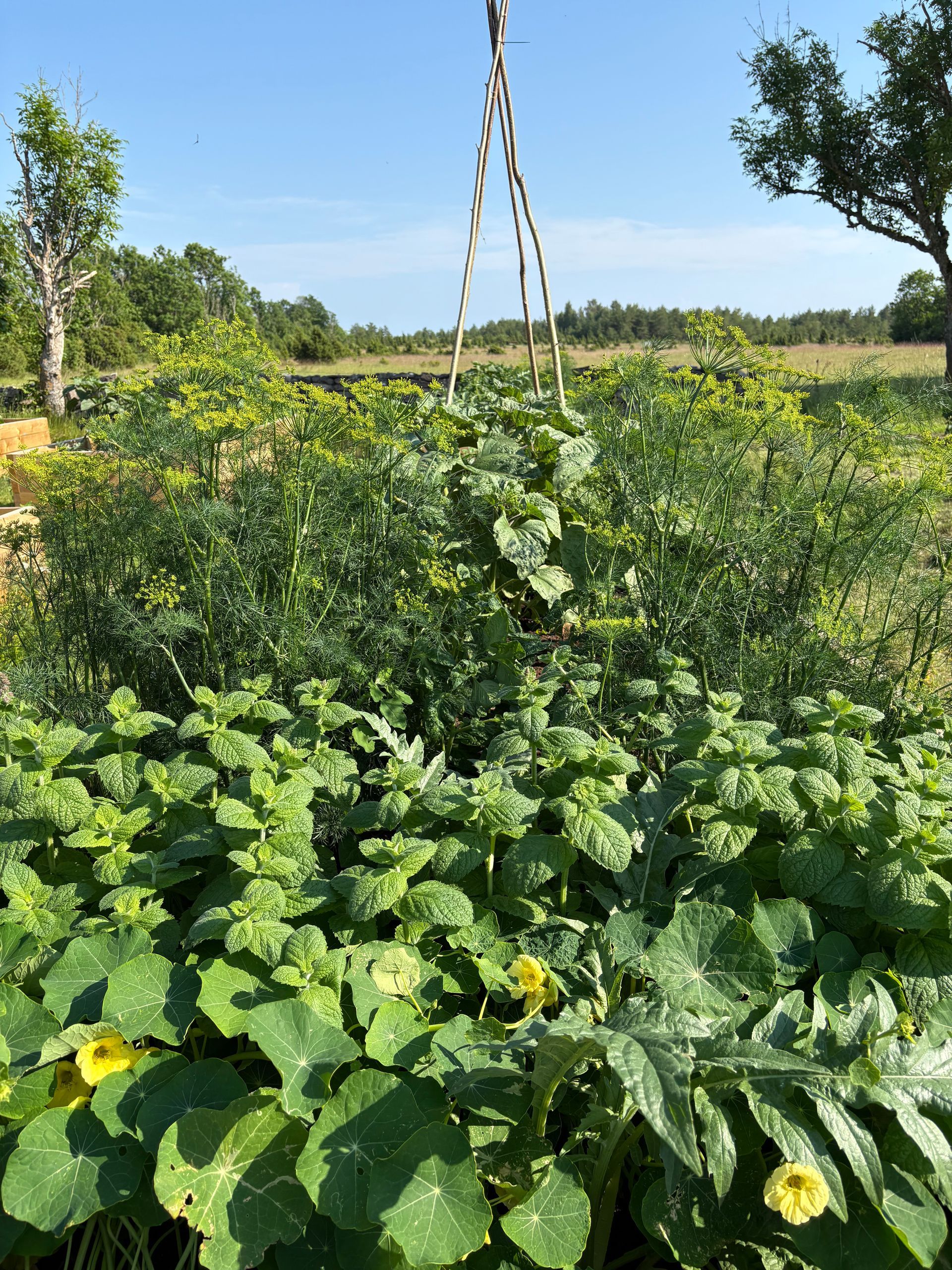 Green garden bed with lush plants under a blue sky, some plants climbing a rope.