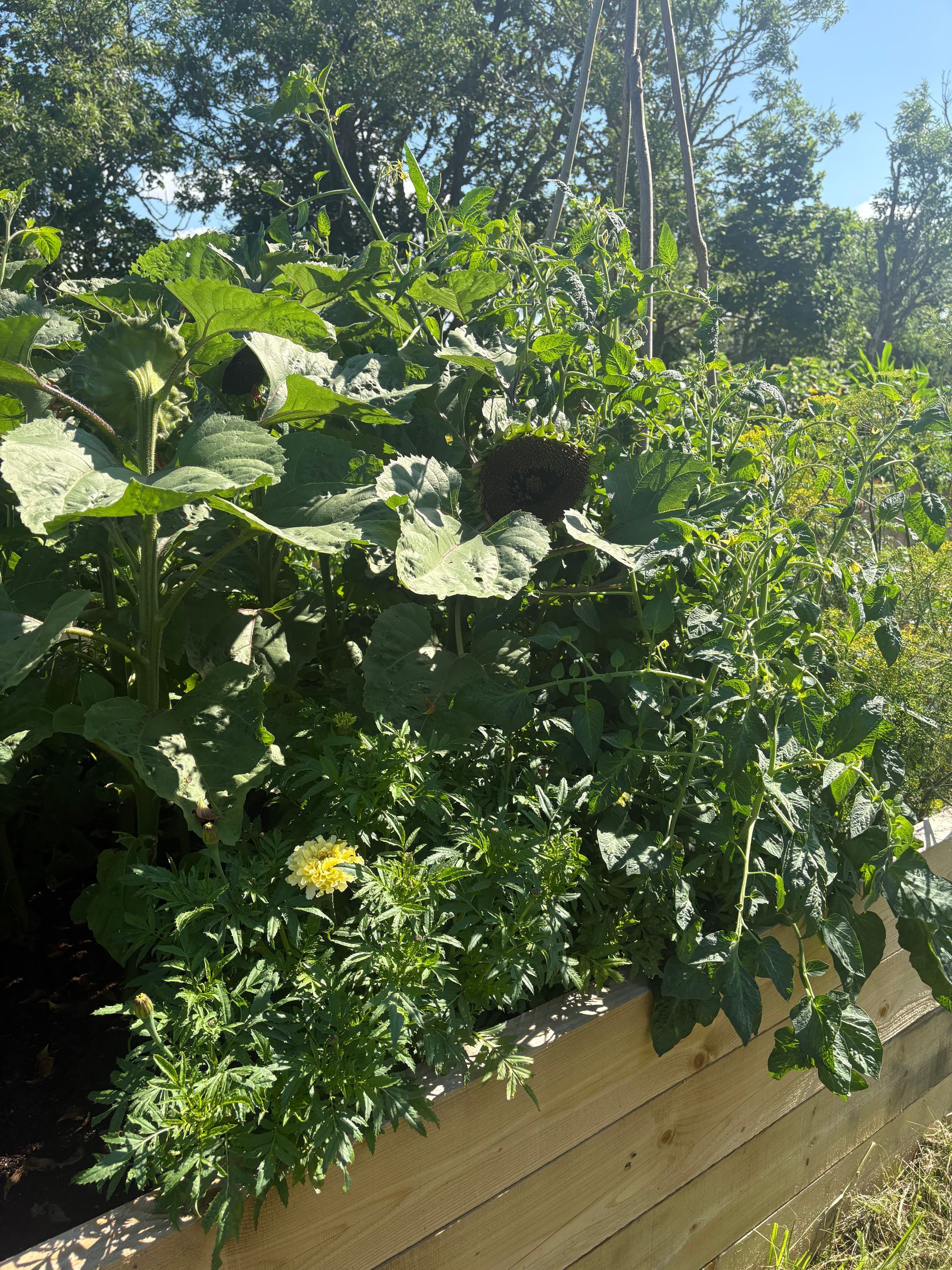 A raised garden bed overflowing with green leafy plants, including tomatoes and zucchini, under a bright sky.