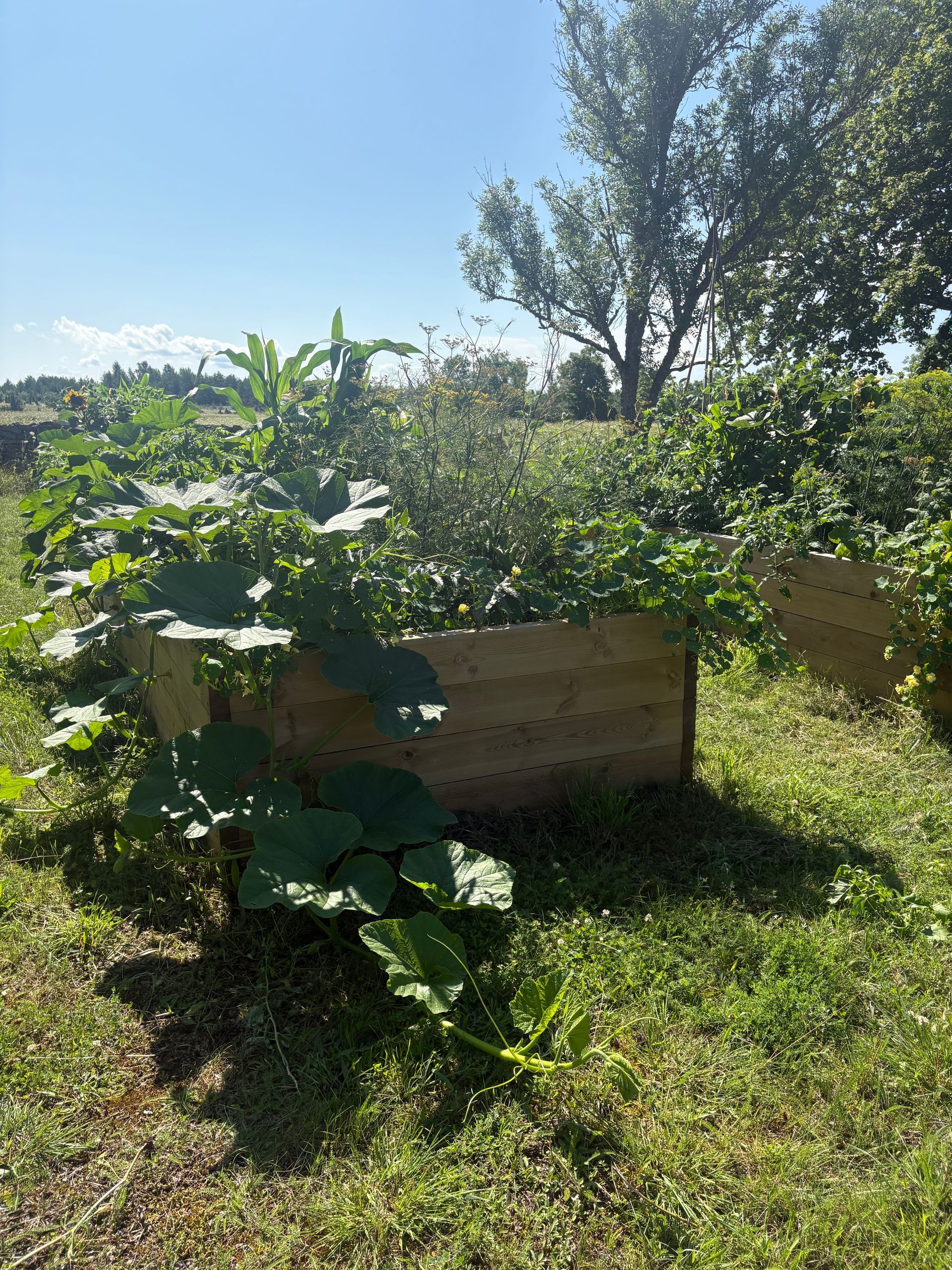 Raised garden bed with lush green plants under a blue sky, in a grassy outdoor setting.