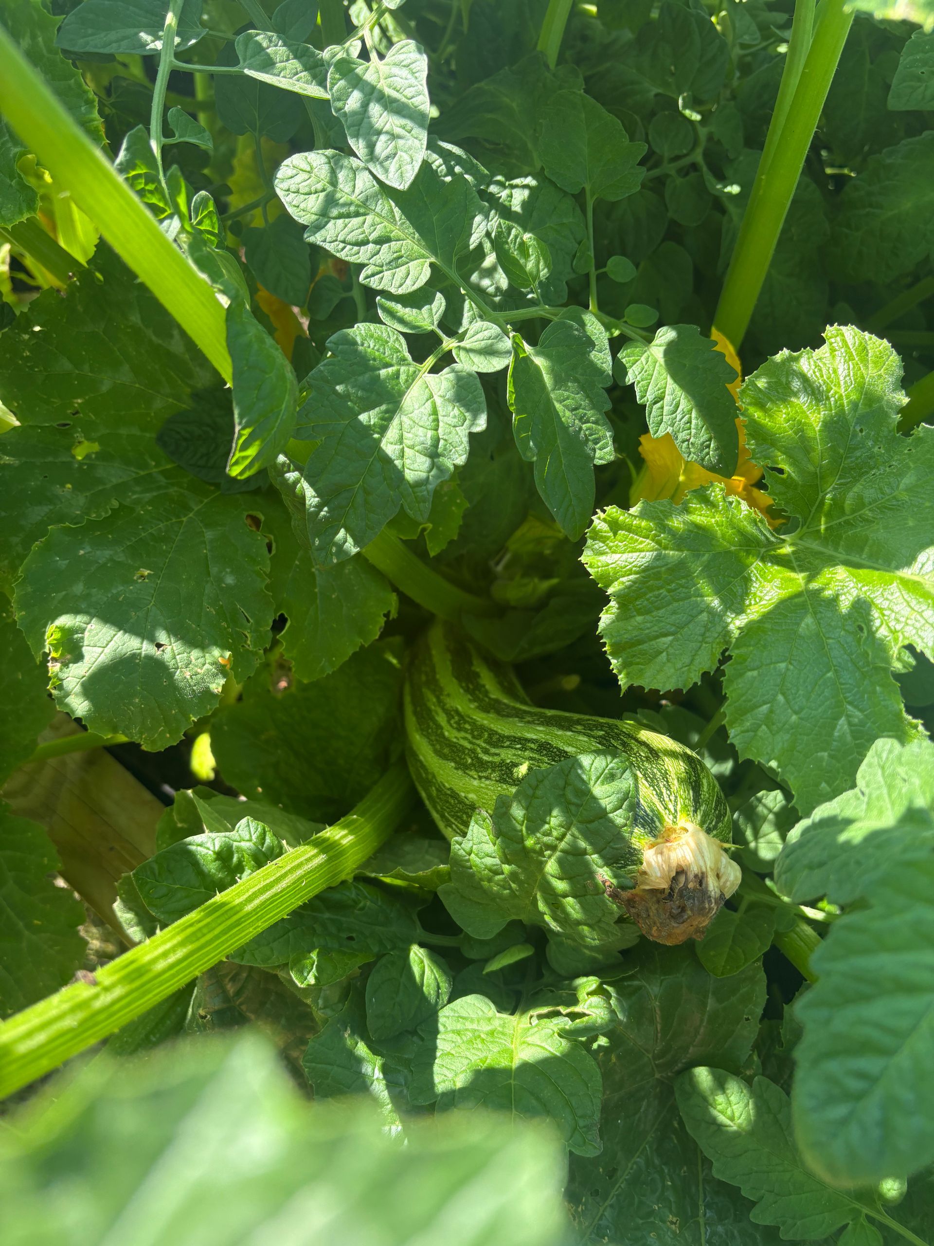 Green and white striped zucchini growing in a garden, surrounded by green leaves and stems.