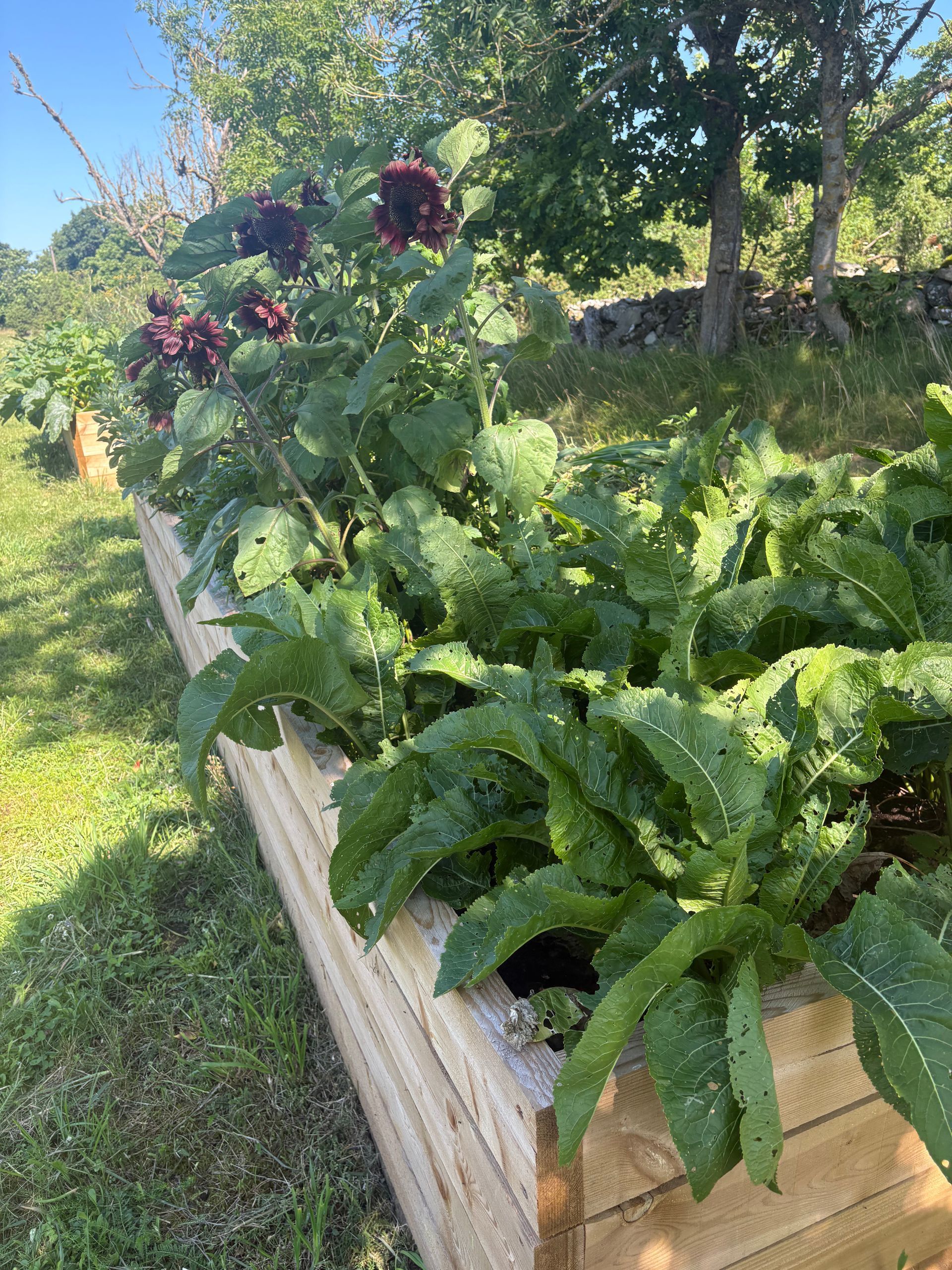 Raised garden bed with dark purple flowers and green leafy plants growing outdoors.