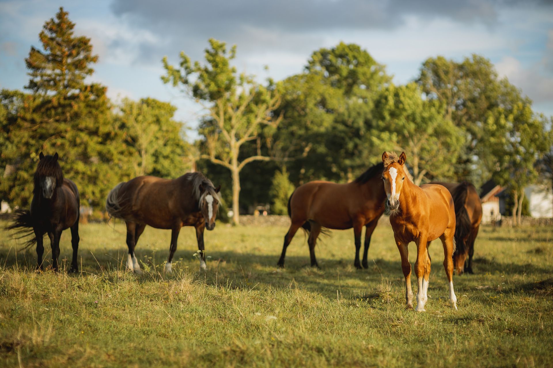 Five horses grazing in a grassy field with trees in the background. One horse faces forward.