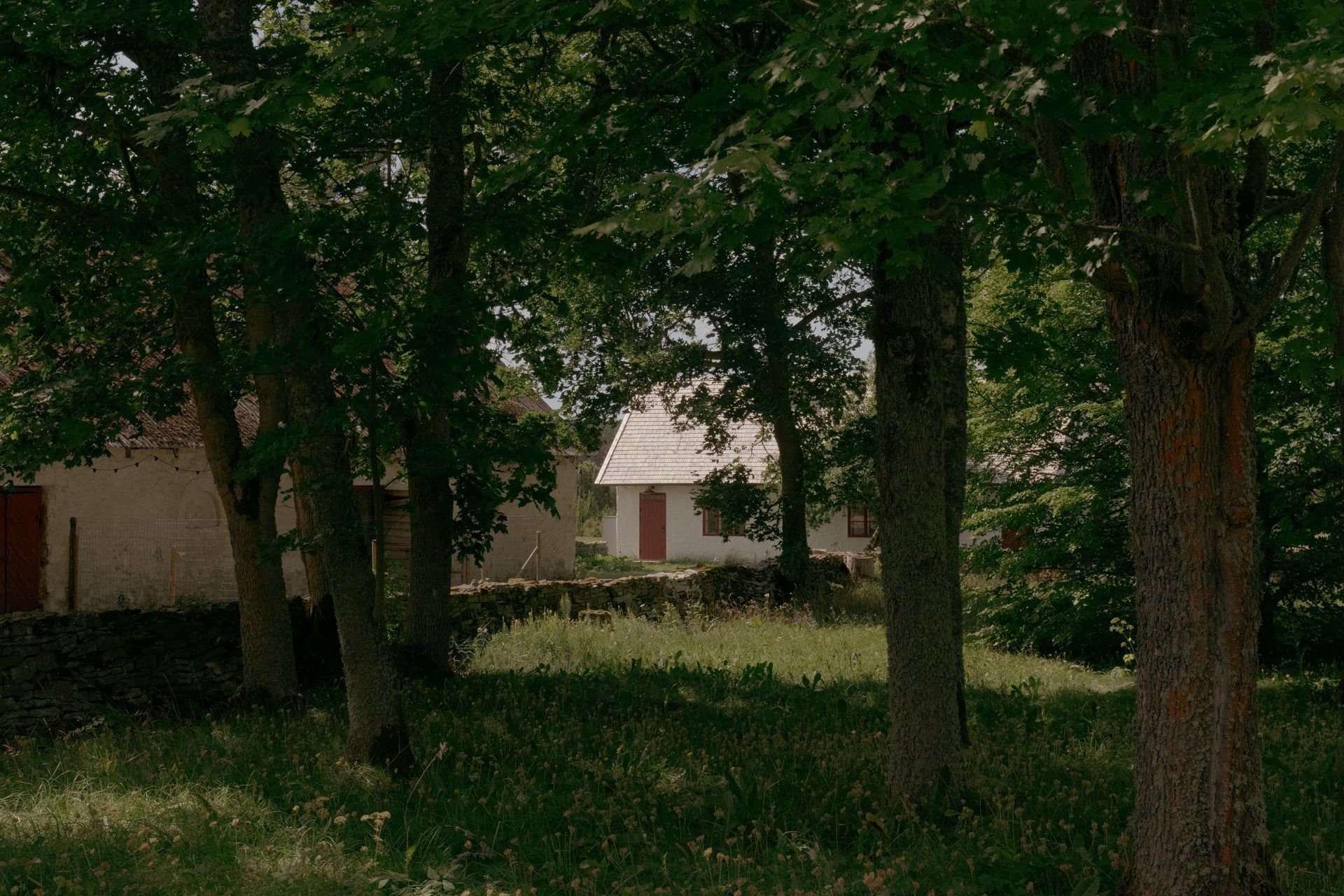 Green trees frame a white building with a red door, seen through the trees from a grassy area.