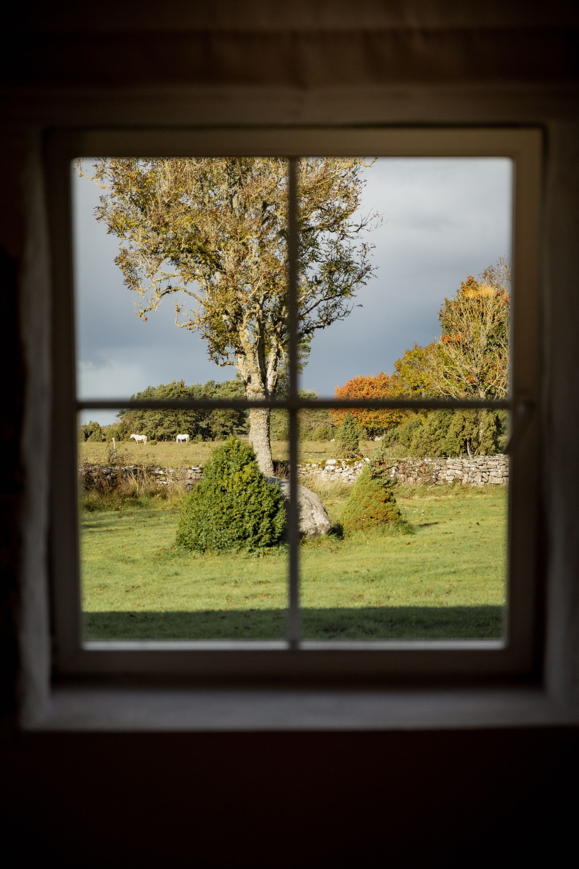 View through a window of a tree in a green field with a stone wall and cloudy sky.