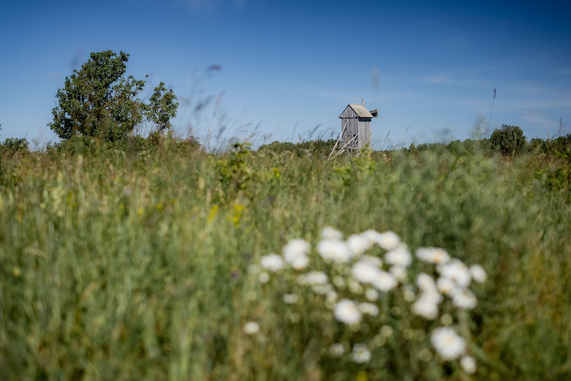 Grassy field with a wooden structure in the distance under a bright blue sky.