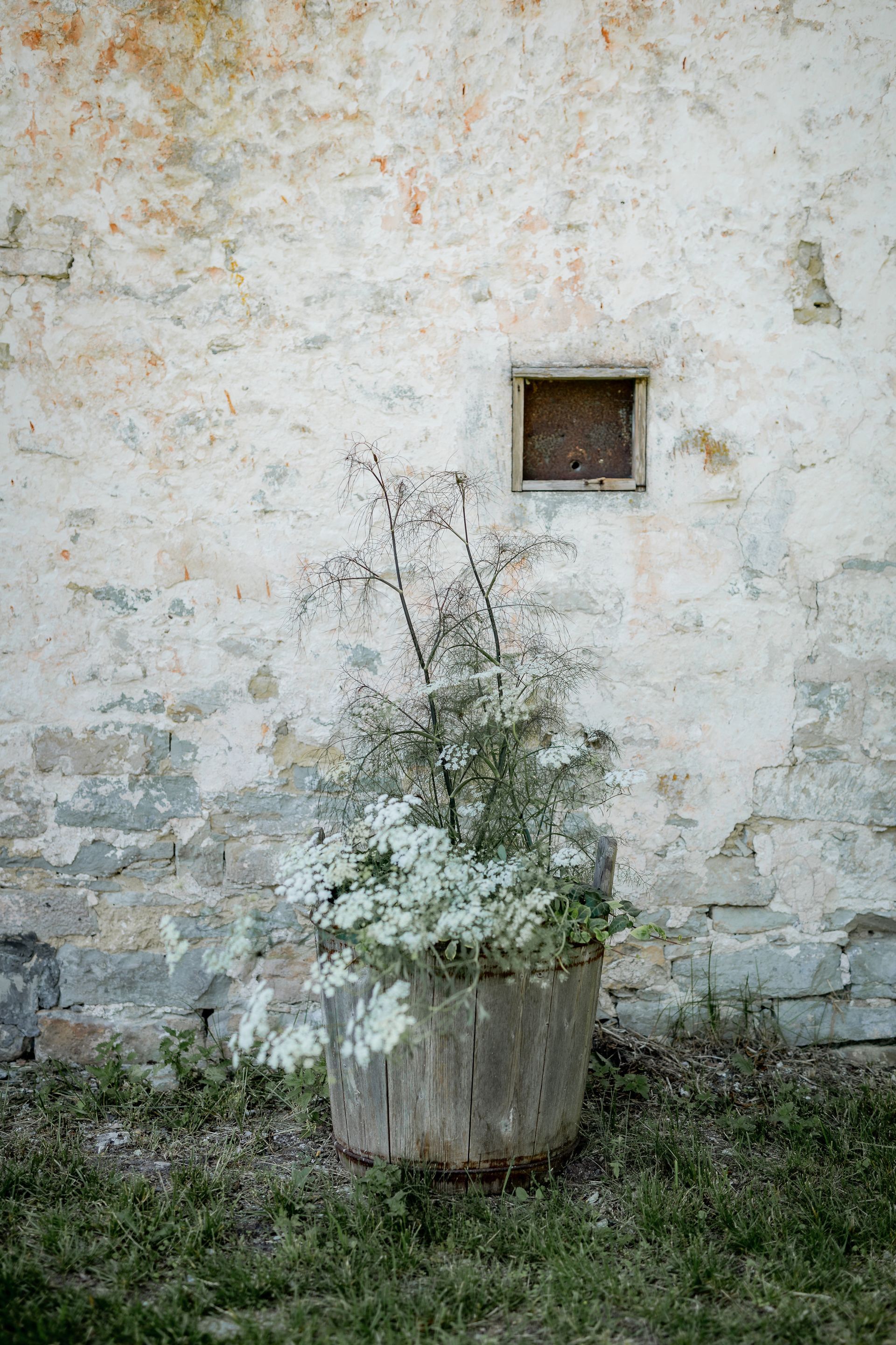 A weathered, cylindrical planter holding white flowers and thin branches against a crumbling, beige brick wall with a small, square window.