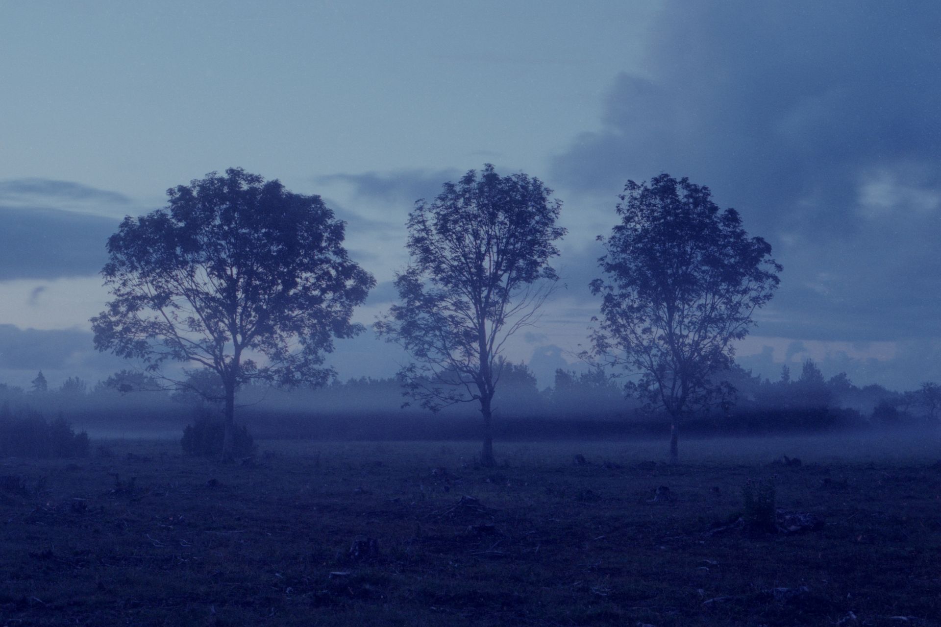 Three silhouetted trees against a misty field and blue, overcast sky.