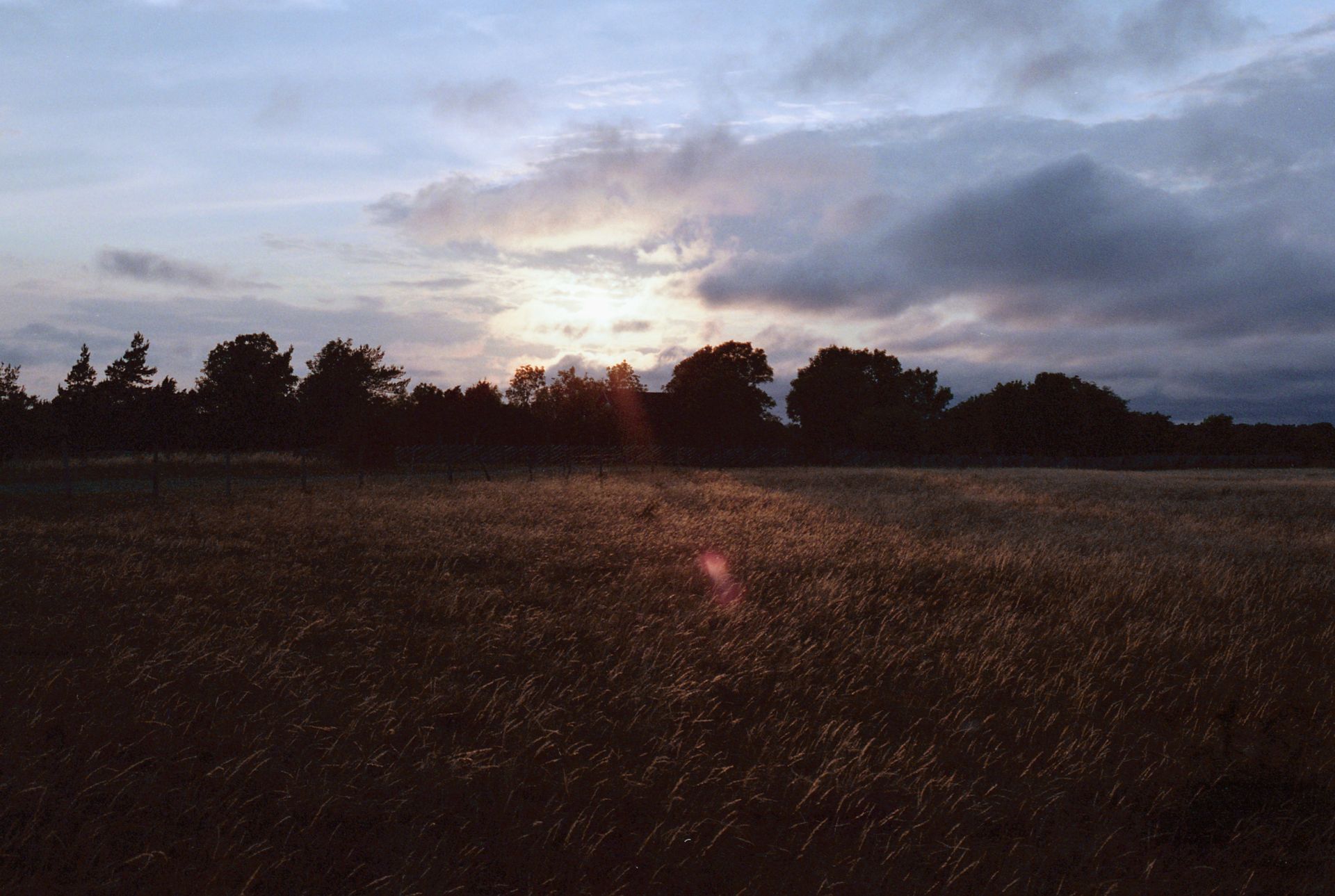 Sunset over a field of grass. Silhouetted trees in the distance, partially obscuring the sun.
