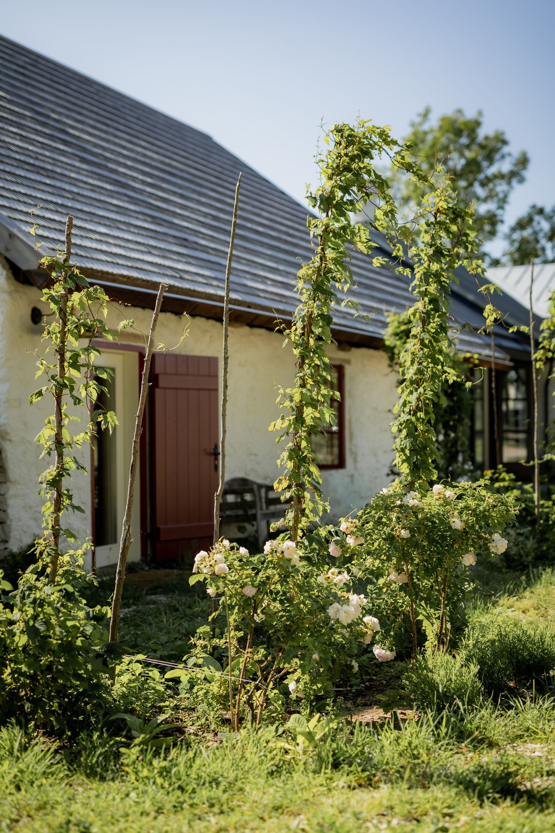 White building with red door, climbing vines, and garden.