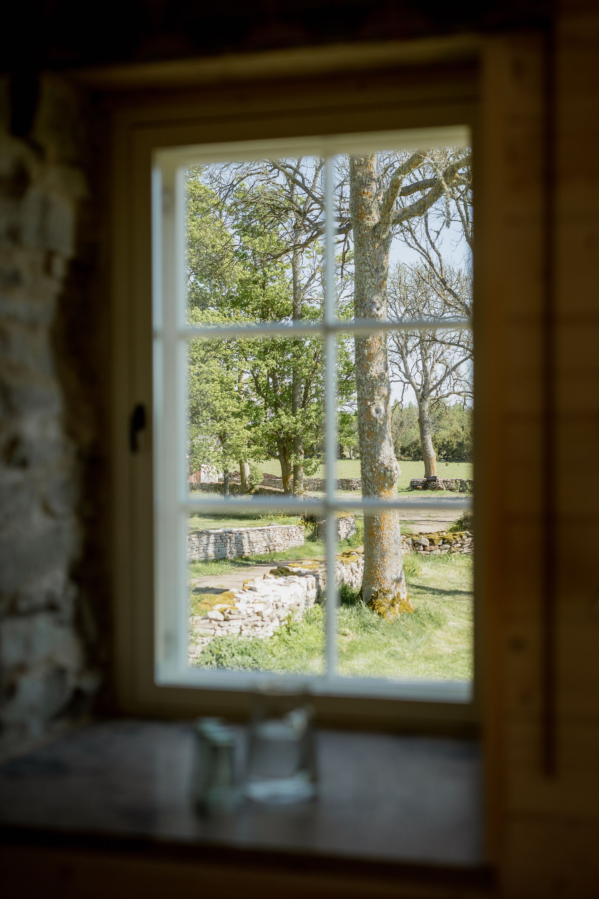 Window overlooking a sunny outdoor scene with a large tree.