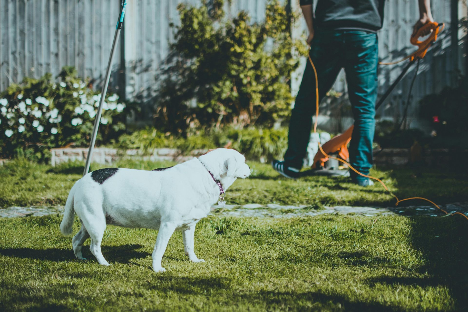White dog with black spots watches a person trimming grass in a sunlit backyard.