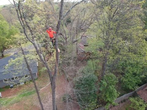Arborist in orange climbing gear trimming a tree, aerial view of suburban neighborhood.