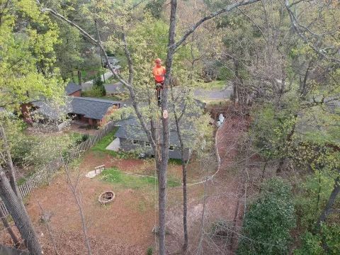 Tree worker in orange vest, atop a tall tree trimming branches, houses and trees in the background.