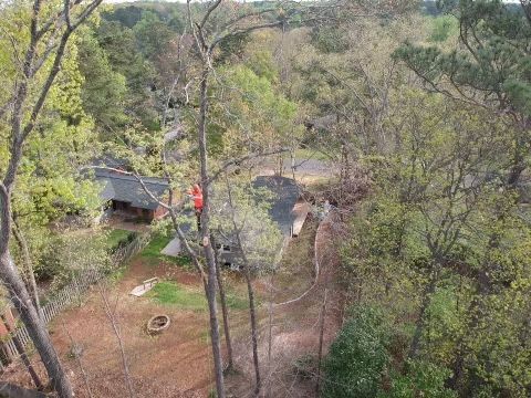 Person in orange climbing a tree, working near a house in a wooded area.