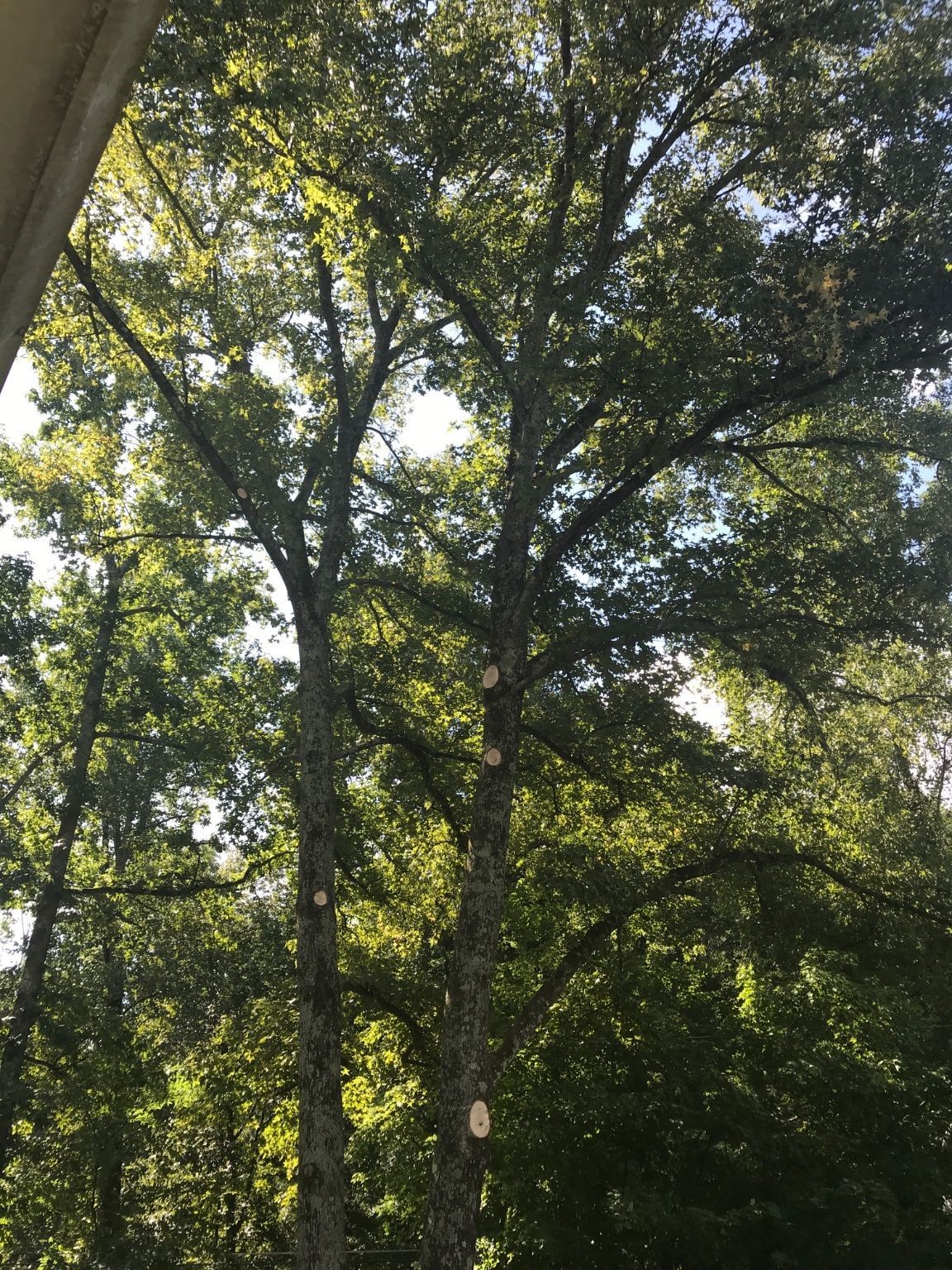 Tall tree trunks with green leaves against a bright sky, sunlight filtering through.