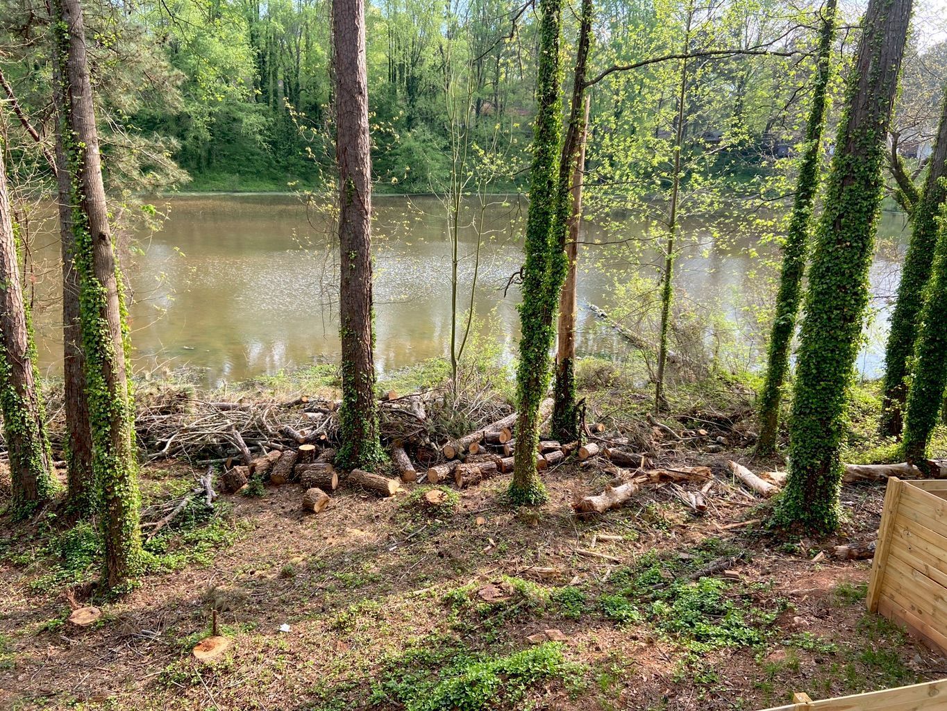 Trees covered in ivy frame a view of a lake. Logs lie on the ground in front.