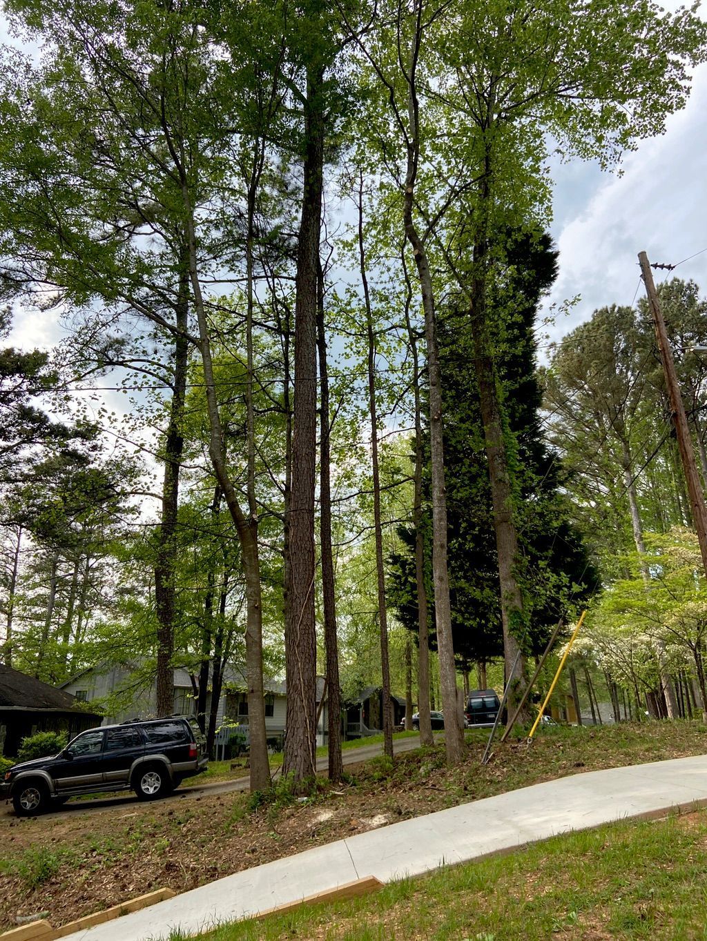 Tall trees line a road near houses. A black truck is parked on a grassy area.