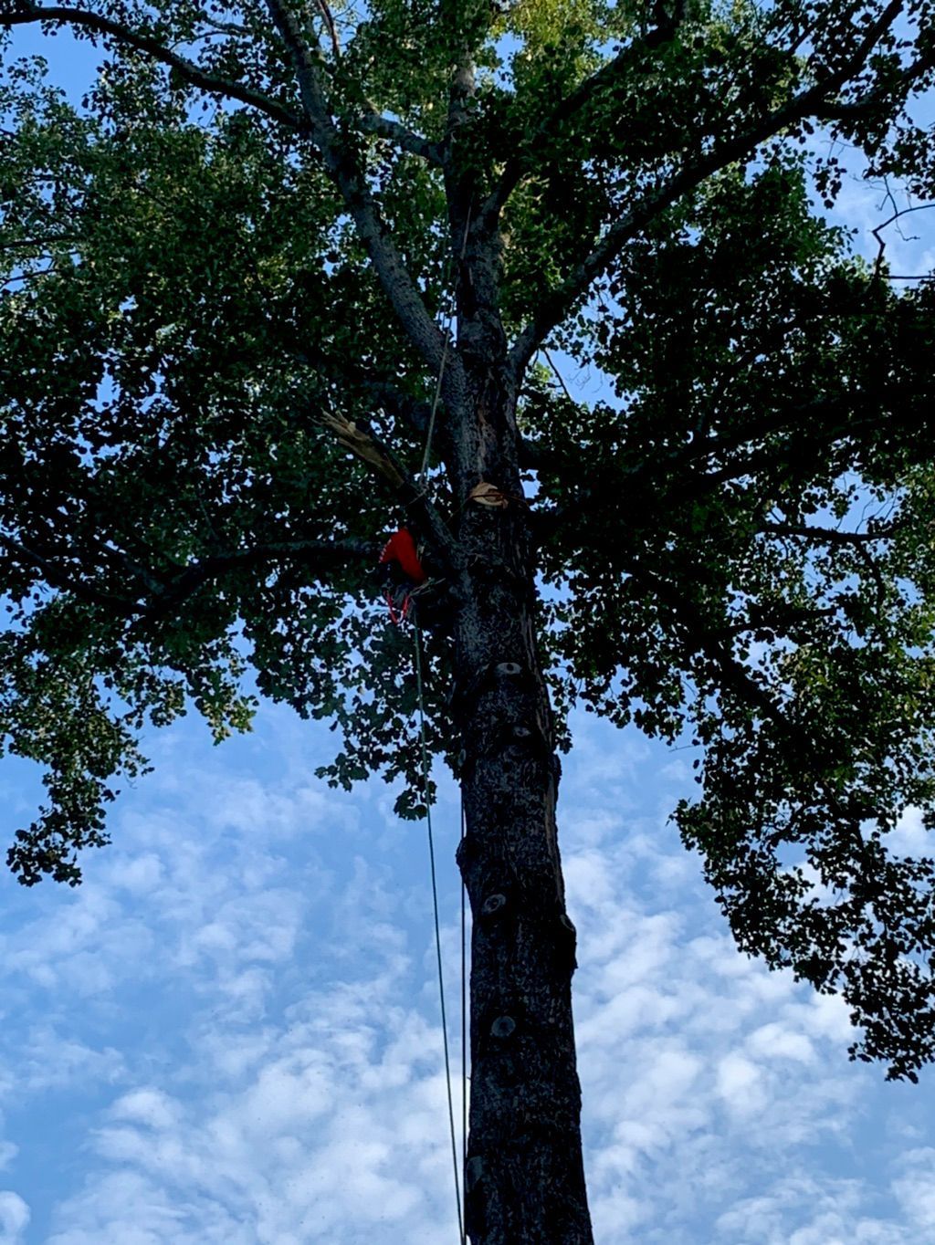 Person climbing a tall tree with safety gear against a cloudy blue sky.