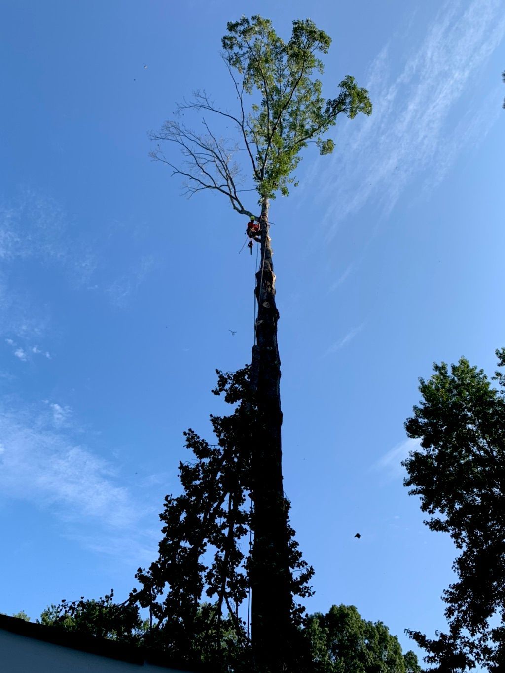 Person trimming a tall tree against a blue sky. The tree is mostly bare except for some green leaves at the top.