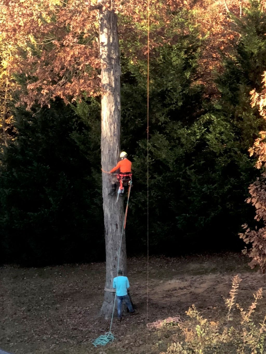 Arborist in orange shirt, climbing tall tree with rope, other worker below. Outdoors setting, autumn colors.