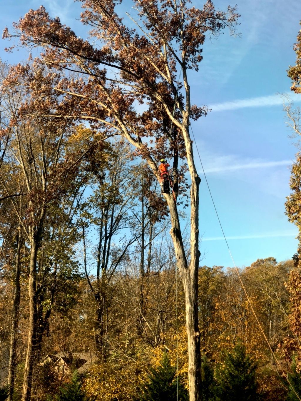 Tree trimmer working in a tall tree with rope, blue sky, and autumn foliage.