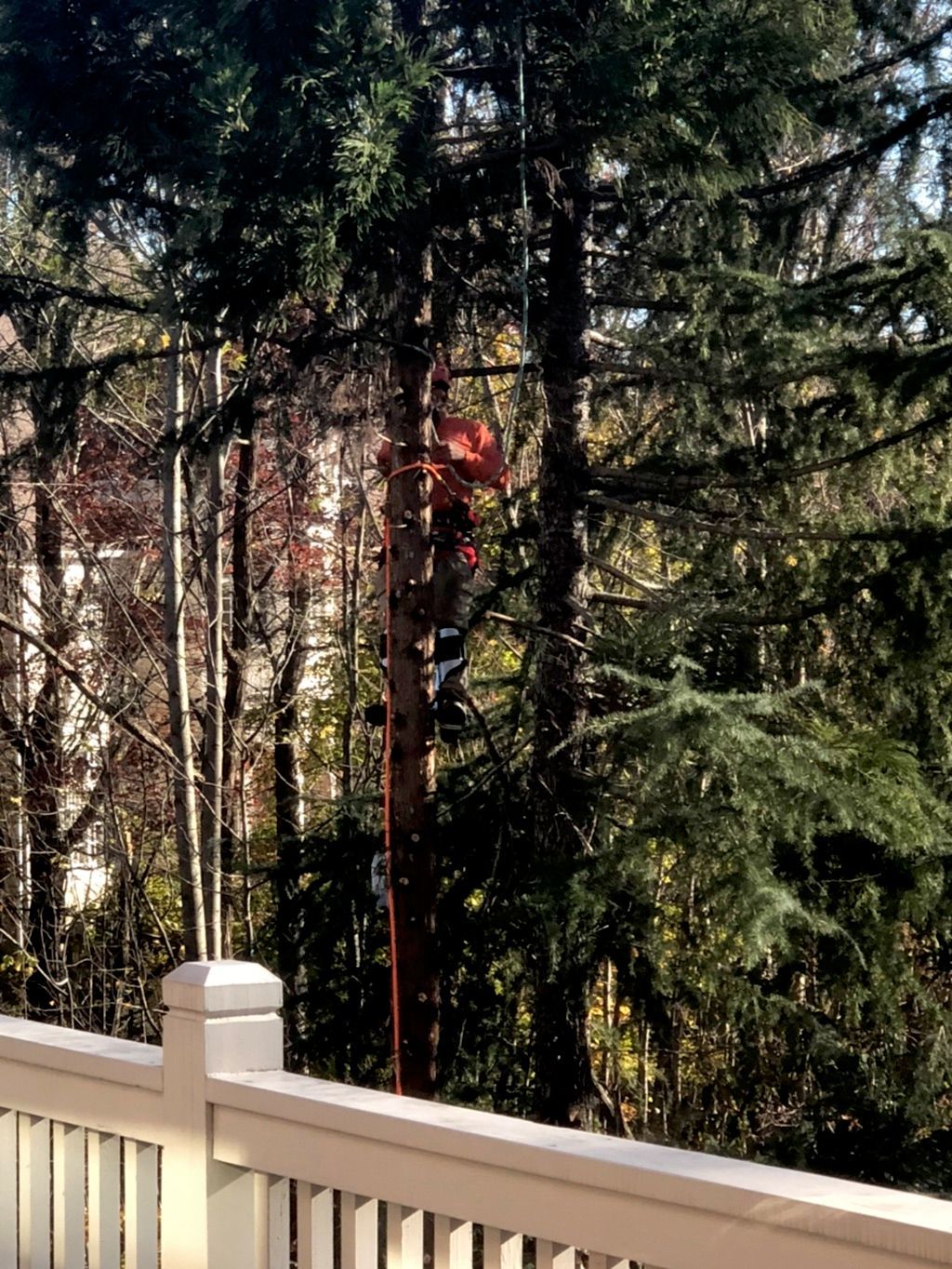 Person in a tree, trimming branches. Red safety rope visible. Exterior shot on a sunny day.