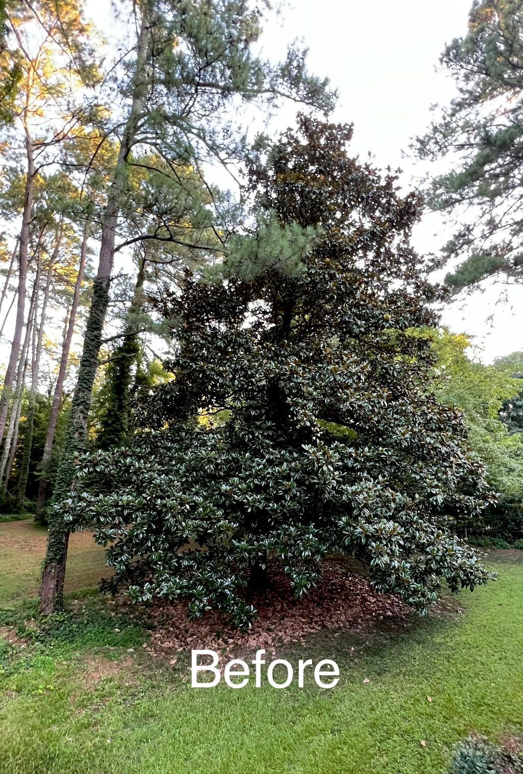 A large Magnolia tree with dark green leaves and a brown trunk, surrounded by other trees, in a grassy area.