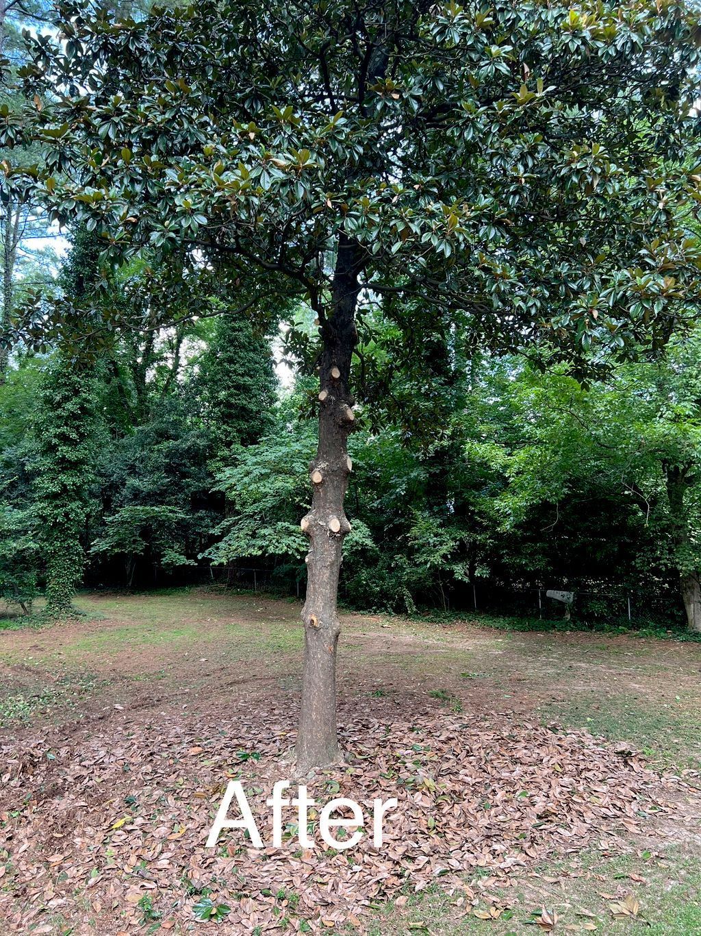 Magnolia tree with pruned branches in a yard. Brown leaves cover the ground.