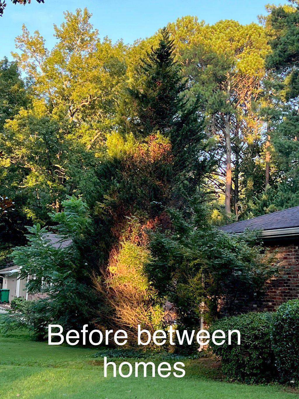 A tall green tree with brown patches between houses, lit by sunlight.