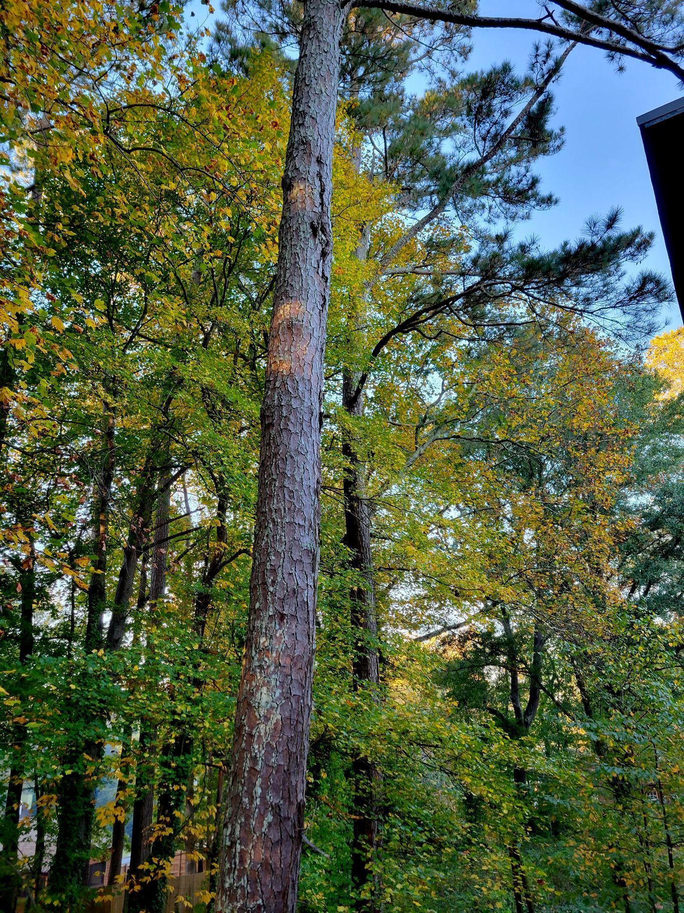 Tall tree trunk against a backdrop of trees with fall foliage and a blue sky.